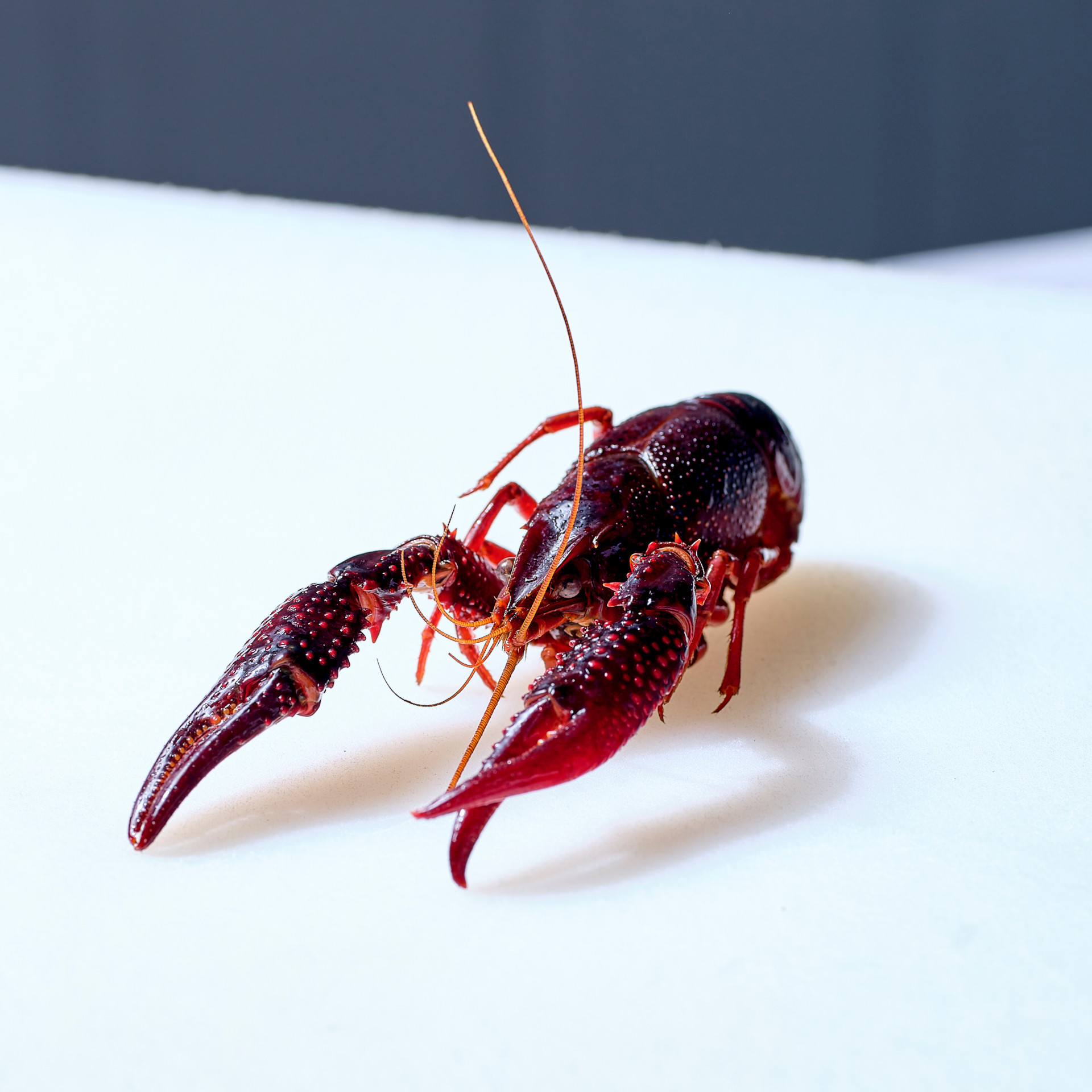 Amerikanischer Sumpfkrebs | Speisekrebs (schockgefrostet)