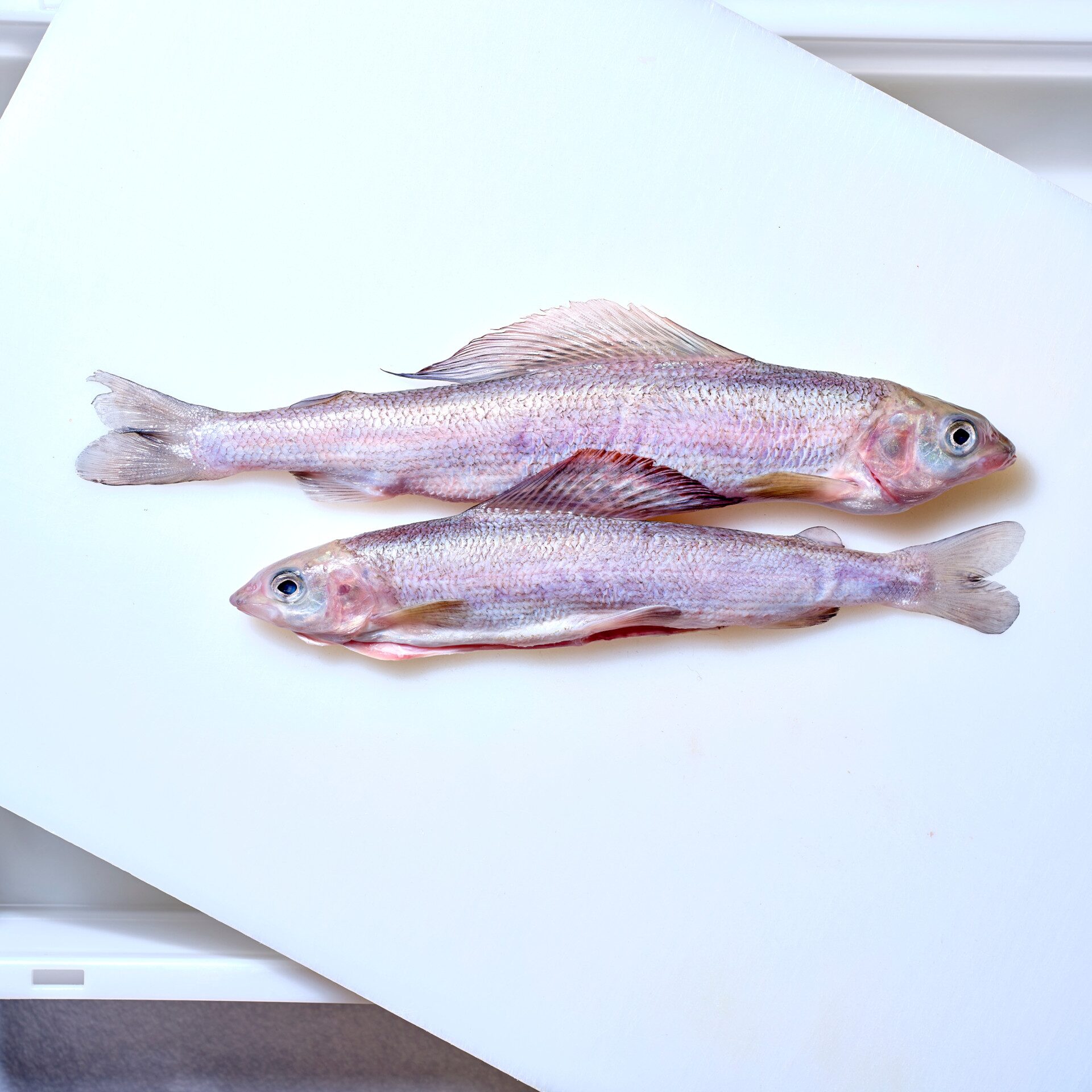 Äsche | ganz, ausgenommen, entschuppt