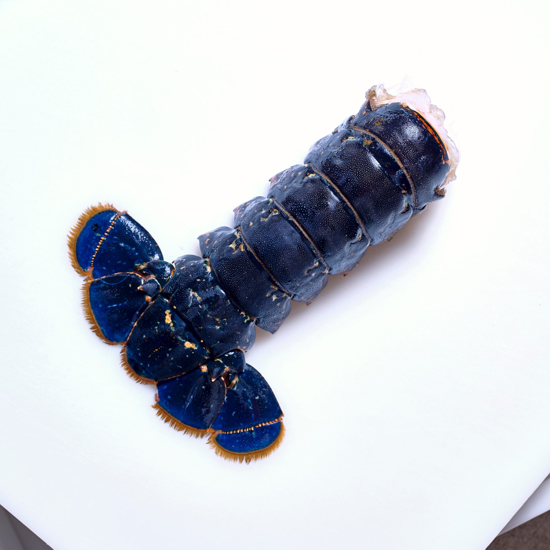 Hummer blau | Schwanz mit Schale, roh (schockgefrostet)