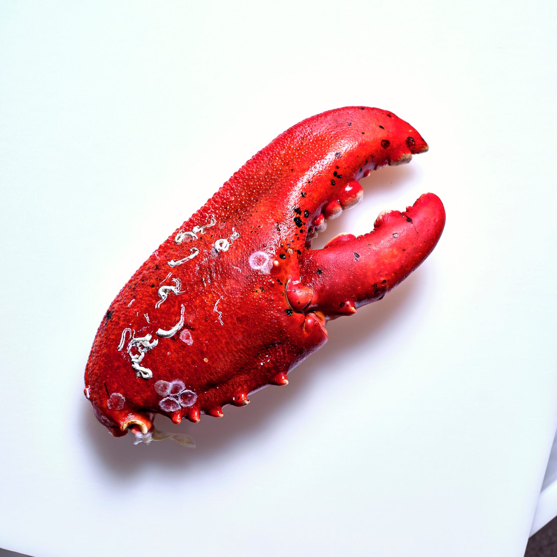 Hummer blau | Schere mit Schale, gekocht (schockgefrostet)