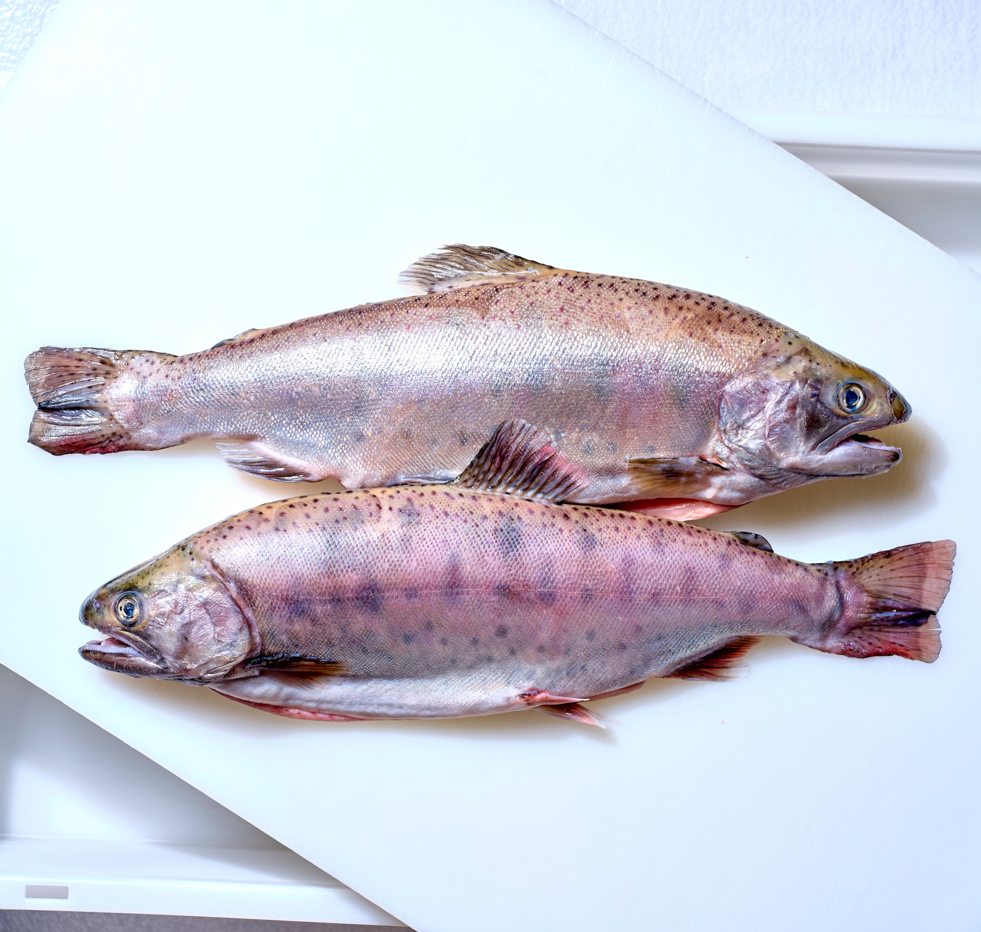 Masu-Lachs | ganz, ausgenommen